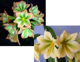 TW Green FlowerX Charl’s Green] X PS Hirao