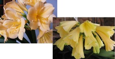 TW Peach Hybrid X Yellow Caulescens ex GB