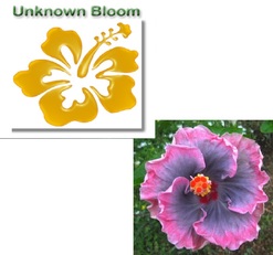 UNKNOWN X M. BOONDAH BURST