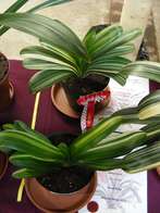Variegated Daruma