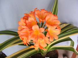 Variegated Vico Hybrid Large Orange Flower ex IV X PS Hirao
