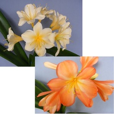 Vico Hybrid Broad Petal Yellow Ex CM Vico Hybrid Broad Petal Yellow Ex CM