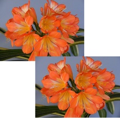 Vico Pastel Var.  x Self