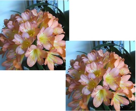 “What a Peach” ex VT x Self