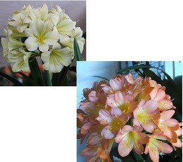 Yellow Green Throat ex KZN CC X “What a Peach” ex VT Yellow Green Throat ex KZN CC X “What a Peach” ex VT