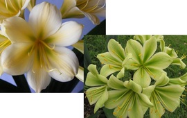 Yellow Green Throat X Hirao ex LB X PS Hirao Green